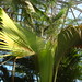 Lisa Palm Photo 16