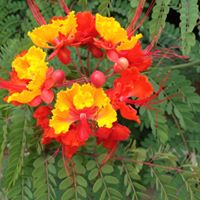 Gail Ferrell Photo 10