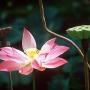 Janice Lowe Photo 26