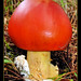 David Carnes Photo 27