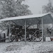 Dora Bush Photo 7