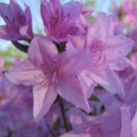 Alice Ellis Photo 26