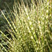 Joy Grass Photo 8