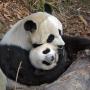 Ching Chang Photo 18