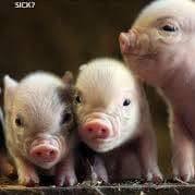 Shellie Stogsdill Photo 3