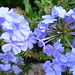 Liane Bloom Photo 2