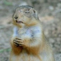 Laurie Shepherd Photo 27