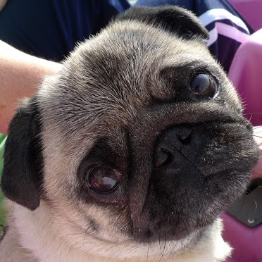 Frank O'Hara Photo 11