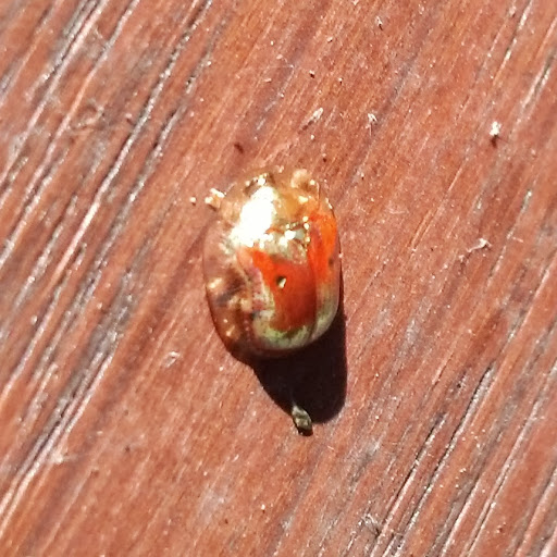 Sean Thorpe Photo 15