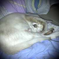 David Apple Photo 23