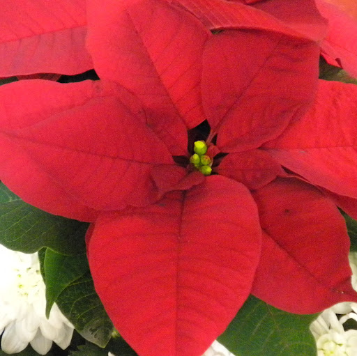 Suzanne Wade Photo 20