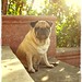 Chang Chi Photo 29