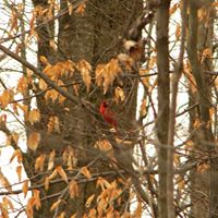 Dwight Watson Photo 41 Dwight Watson Photo 41