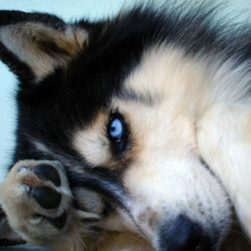 Lisa Shumate Photo 4