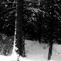 Tina Cook Photo 28