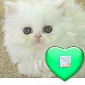 Ellen Cornelius Photo 28