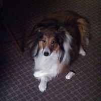 Ronald Reisinger Photo 5