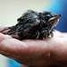 Cynthia Wren Photo 23