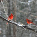 Kathy Clements Photo 24