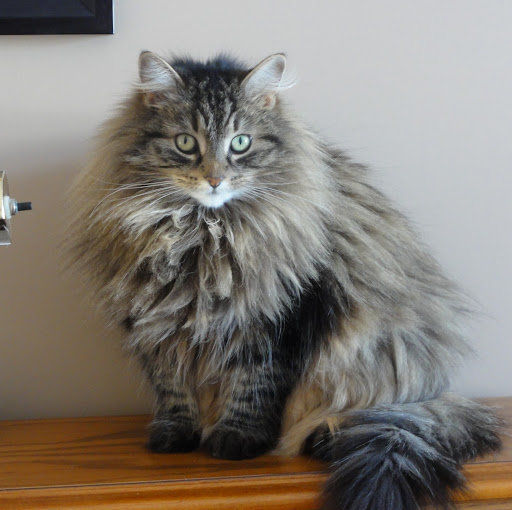 Susan Donohue Photo 37