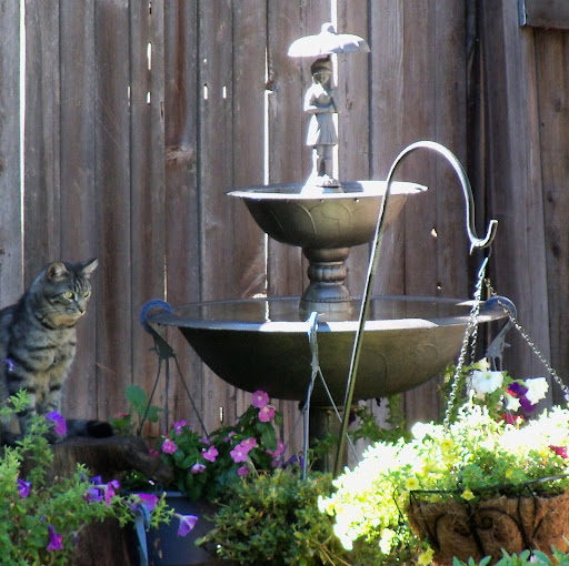 Suzanne Mcmillan Photo 7