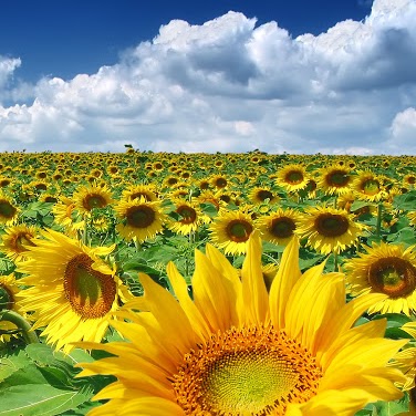 Nancy Leong Photo 33 Nancy Leong Photo 33