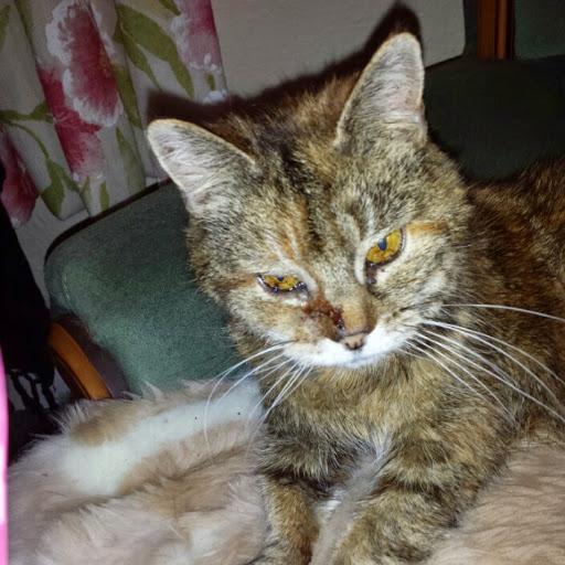 Paula Wyatt Photo 31