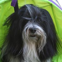 Julie Vogel Photo 14