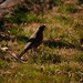 Robin Botts Photo 7