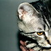 Oliver Dunbar Photo 7