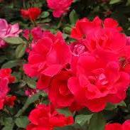 Debora Hamilton Photo 3