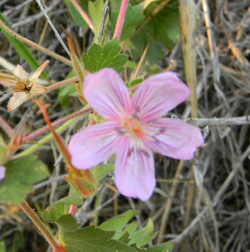 Robin Harmon Photo 20