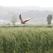 Paul Falco Photo 4