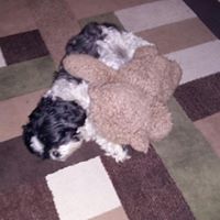 Debbie Foote Photo 14