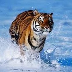 Gerald Neal Photo 20 Gerald Neal Photo 20