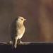 Robin Sharp Photo 15
