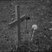 Ann Sharp Photo 11