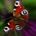 William Peacock Photo 22