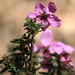 Susan Thies Photo 11