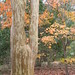 Myrtle Walker Photo 23