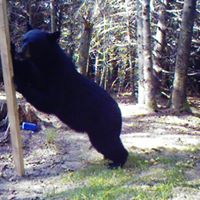 Marcel Goulet Photo 4