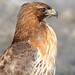 Janet Hawks Photo 27