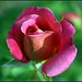 Christopher Rose Photo 55