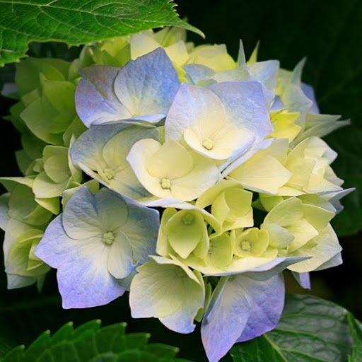 Christine Szabo Photo 18