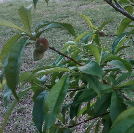 Fred Curtis Photo 38