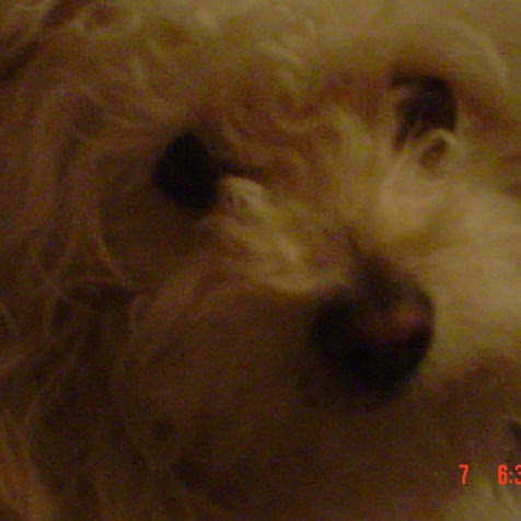 Cynthia Bee Photo 5