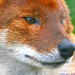 Rusty Burrow Photo 6