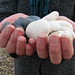 Jasmine Stone Photo 40