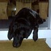 Gordon Shafer Photo 7