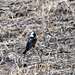 Robin Patch Photo 20